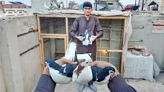 Extra Bird's Da k New Bohat Pyara Fancy Pigeon's ka Pair lana Laga😍