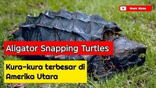 Aligator Snapping Turtles - kura-kura terbesar