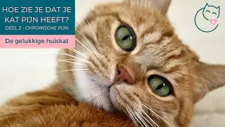 PIJN HERKENNEN BIJ JE KAT - DEEL 2, CHRONISCHE PIJN - De gelukkige huiskat | Kattengedrag