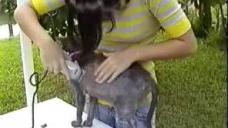 Zebra's Pet grooming