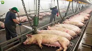 What Happens to $1.11 Billion US Pork Export Industry After China's Tariff Retaliation