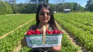 Strawberry Farm Visit in Canada | How much salary for framers in Canada? | Farmers life in Canada