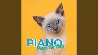 Cat Piano Sleep Time