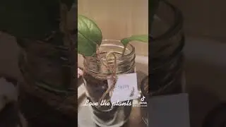 Love the plants 🪴 Instagram - mariah_and_more🤍#viral#blowthisup#foryoupage#plants#tiktok