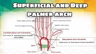Superficial and Deep palmer arch | Arches of hand | Blood supply of hand