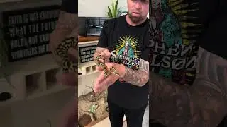 We got a spicy little meatball today #junglecarpetpythons