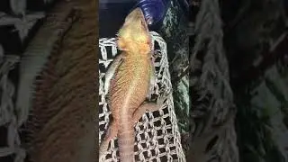 Bearded Dragon Waking Up in the Morning He Sleeps so Cute #shorts