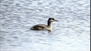 Red-necked Grebe