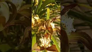 Local Orchid North East India 🇮🇳