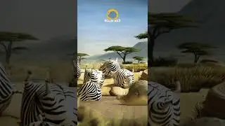 ROLLIN' WILD - The Waterhole  #animals #animation #wildlife #funny