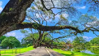 Lost in the beauty of Taiping’s heritage.