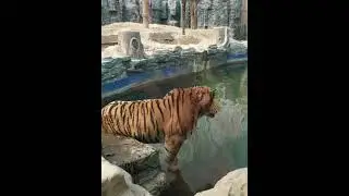 Tiger vs Lion - Male Siberian Tiger
