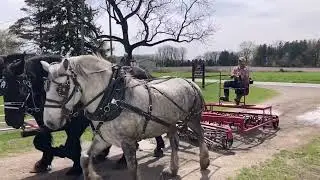 Planting sweet corn with our draft horses