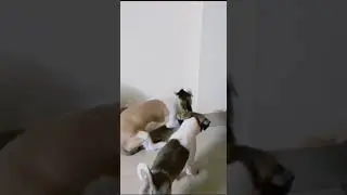 @ShihTzu_Diaries