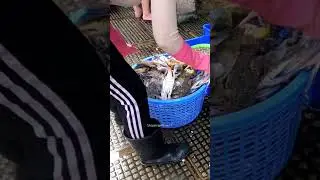 Seafood Market at Phnom Penh.1 kg Blue Crabs Costs $10.How much is the price in your city? #shorts