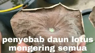 Mengapa Daun lotus menjadi kering semua dan berhenti tumbuh | why does lotus leaves dry out