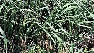 Marsh Meadow Grasshopper