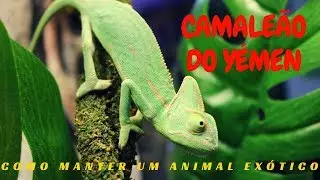 COMO MANTER UM CAMALEÃO DO YÉMEN !