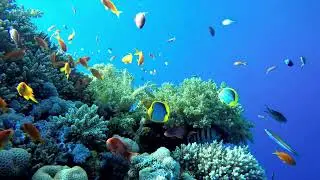 Sensory Room Under the Sea Video - Create a calm space and - reduce emotional and cognitive overload