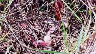 newborn baby heron #bird #birding #birdwatching