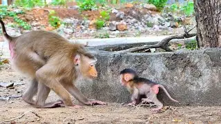 Amazing...Mommy monkey Sabe teaching her baby monkey Sada look so lovely.