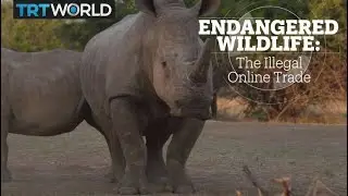 Endangered Species Online Trafficking