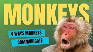 Fun Facts about Monkeys - How Monkeys Communicate - Kids Education with KZ Learning