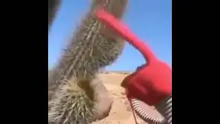 Puppet touching cactus original scream