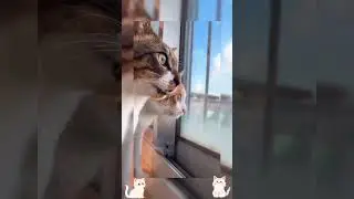 purrfect pic's 