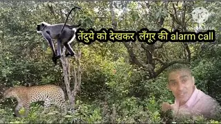 Langur's alarm call after seeing the leopard in the forest | जंगल मैं लँगूर ने देखा तेंदुआ