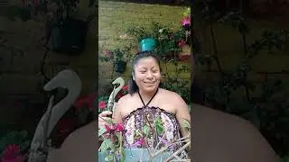 Como podar la planta aretillo o pendiente de la reyna.