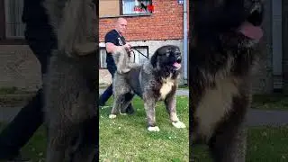 Explosive dog #dog #pets #animals #bigdogs #caucasianshepherd #jozodogs