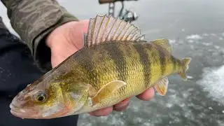 Green Bay Wisconsin Jumbo Perch!