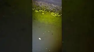 Did This Aquatic Isopod Invasion Prevent Mosquito Larvae in My Backyard Pond?