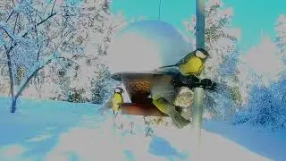 Remote control of EKAN H9R action camera at the bird feeder