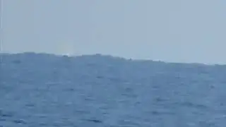 Manta (Mobula mobular)