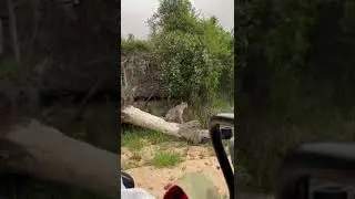 Young female leopard displays her acrobatic prowess #africansafari #sabisands #safari #luxurylodge