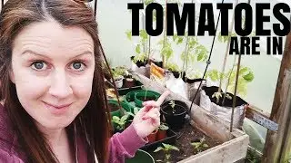 Tomatoes And Sweet Peppers Planted In The Polytunnel (May Allotment - UK)