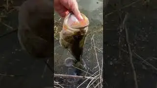 EPIC Catch and Release on this Bass!!🔥🔥☝🏼 #shorts #fishing #bass #catch #release