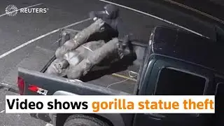 Video shows gorilla statue theft, suspect at large