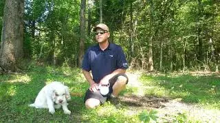 The Clumber Spaniel - The Most Gentle and Cuddly Gundog You Will Ever Meet