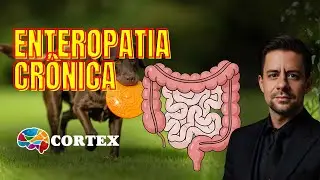 Novos conceitos nas enteropatias em cães