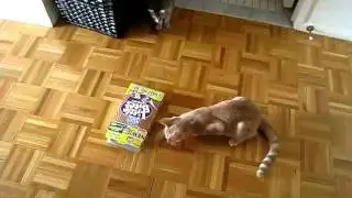 Kitten in cereal box