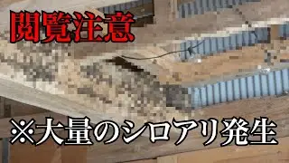 【閲覧注意】第70話「部屋でシロアリが大量発生」