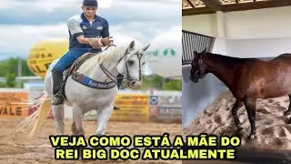 CONHEÇA A MÃE DO REI BIG DOC CAVALO QUE FEZ HISTÓRIA COM DHEOVANE ALMEIDA