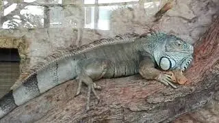 She Looked at Me&hellip;🦎