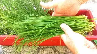 How to Grow Chinese Chives in pot  using seeds / RoofDeck Garden /Simply Gardening