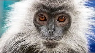 Annamese Langur&mdash;The rarest monkey species in Lao PDR