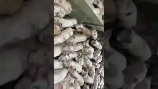 Свинско месо и димени производи од ИЛИЕВСКИ КОМПАНИ Куманово - број еден во Македонија