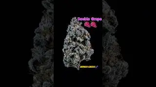 Double Grape: NYC's Juiciest Bud Reveal! 🍇🍇💥 Final Shots You Can't Miss!
